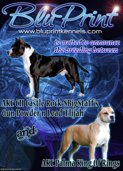 Bluprint Kennels Breeding Banner